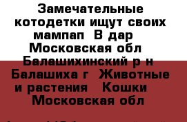 Замечательные котодетки ищут своих мампап! В дар! - Московская обл., Балашихинский р-н, Балашиха г. Животные и растения » Кошки   . Московская обл.